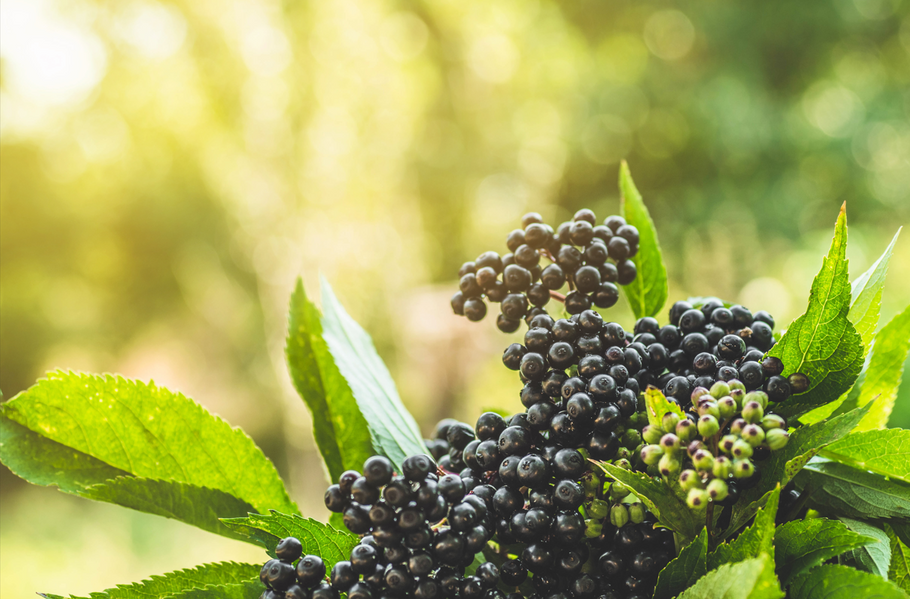 What is Elderberry Good For