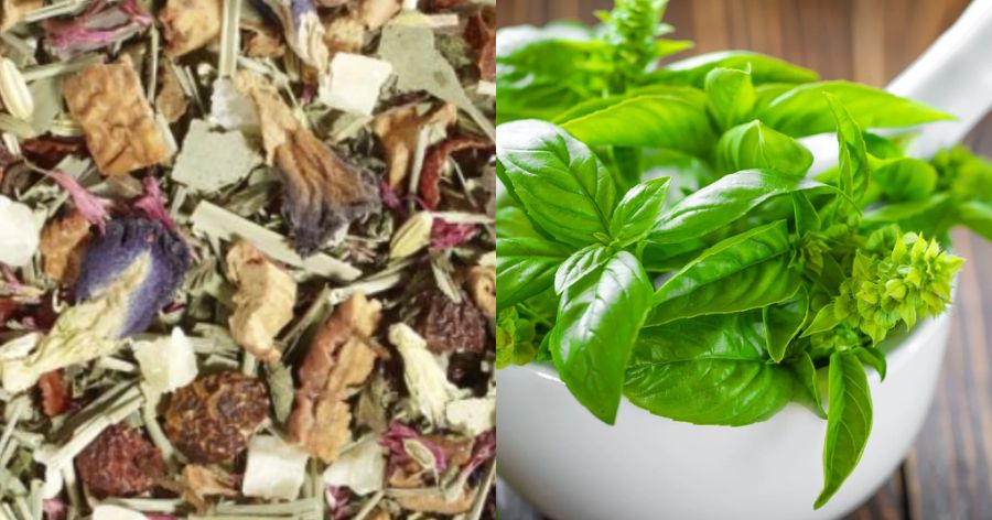 Basil Benefits: The Versatile Herb