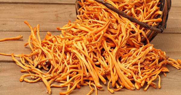 Cordyceps Mushrooms