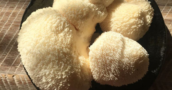 Lion's Mane Mushrooms