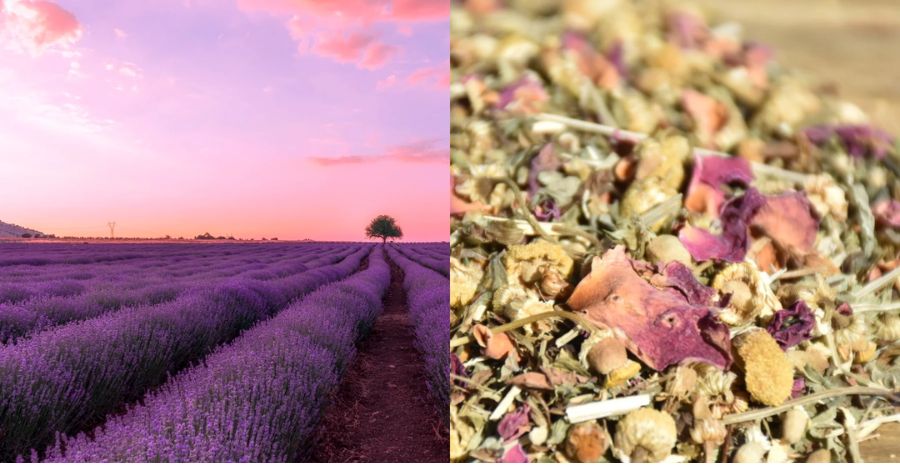 Lavender Tea Benefits: The Beginners Guide