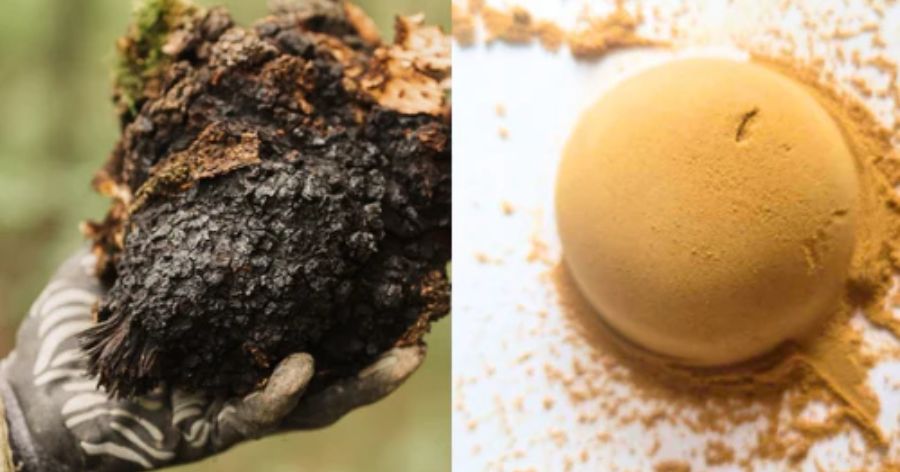 Chaga Mushrooms: Nature's Powerhouse