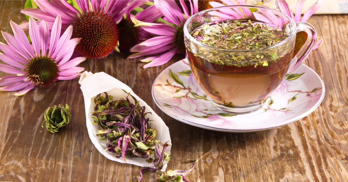 Echinacea Tea Benefits – Yum Cha Tea Company