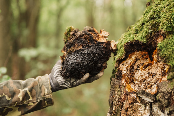 Chaga in the forest